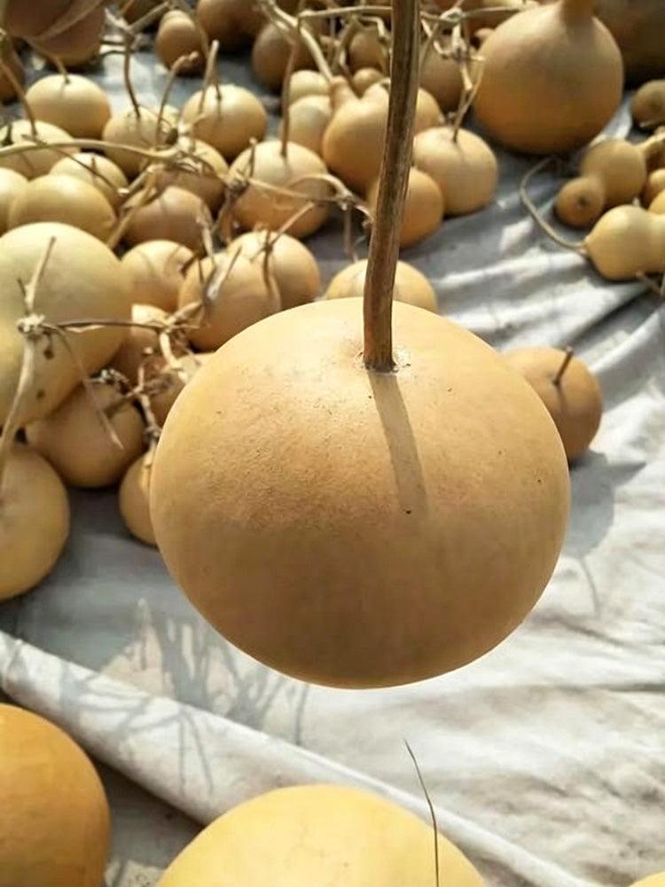 Small Apple Gourd