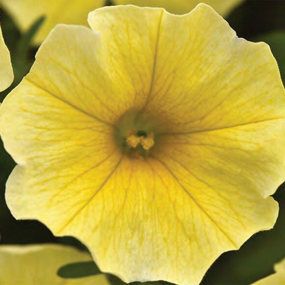 U2332 Caliburst Yellow F1 Petchoa