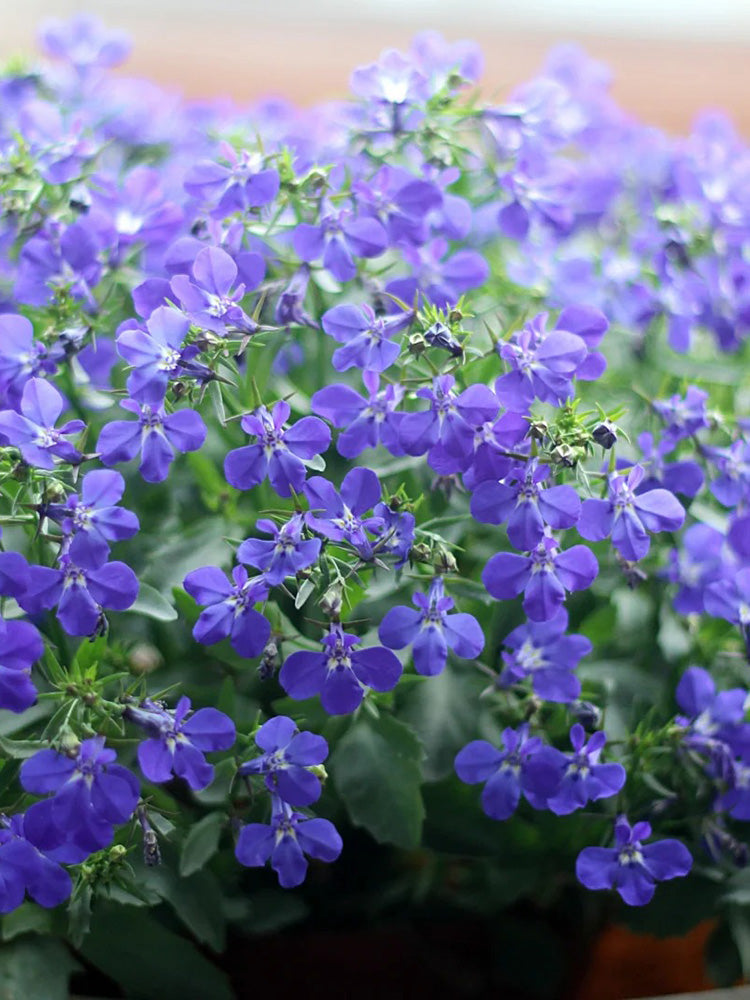 Blue-Purple Lobelia