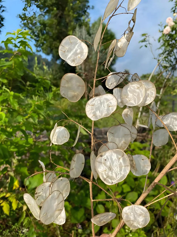 Silver Dollar Plant