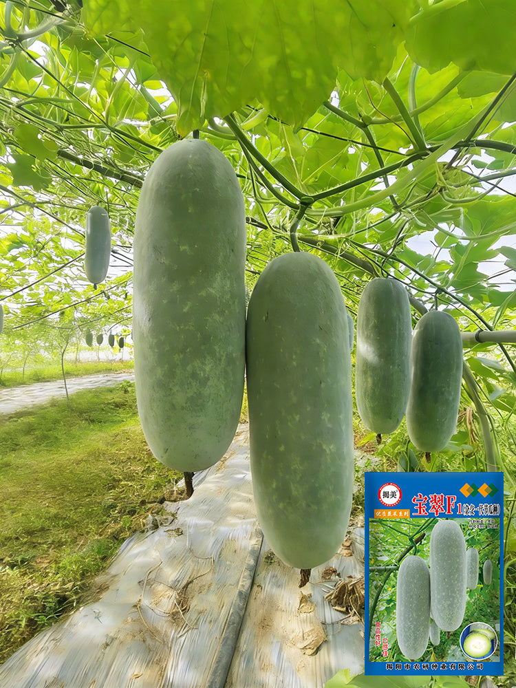 Baocui F1 Hybrid Hairy Gourd