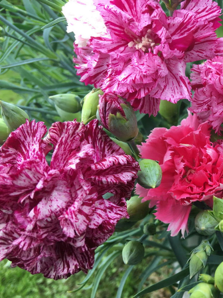 Frilly Mixed Carnation
