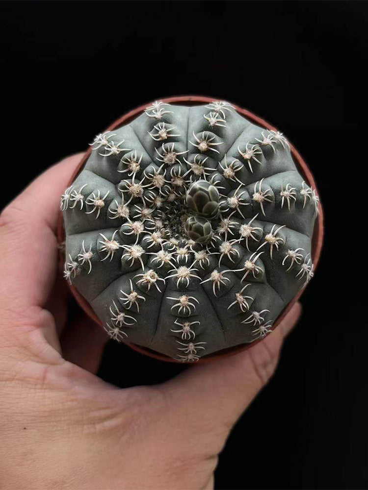 Gymnocalycium quehlianum 'White Spines'