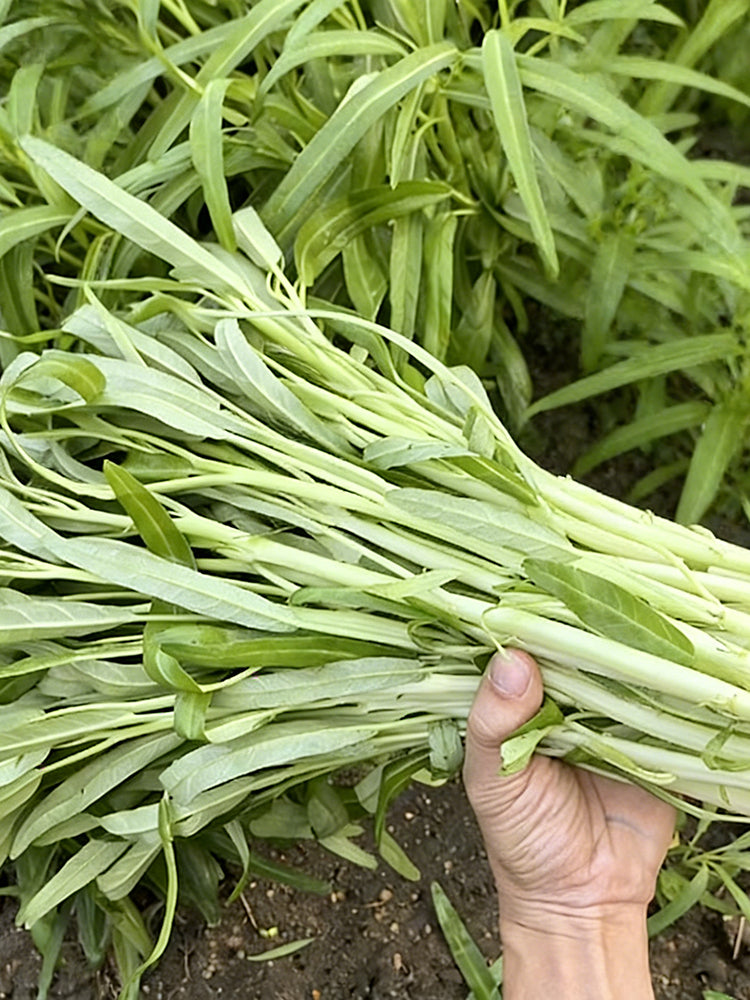 'JieMei' White-Stemmed Water Spinach