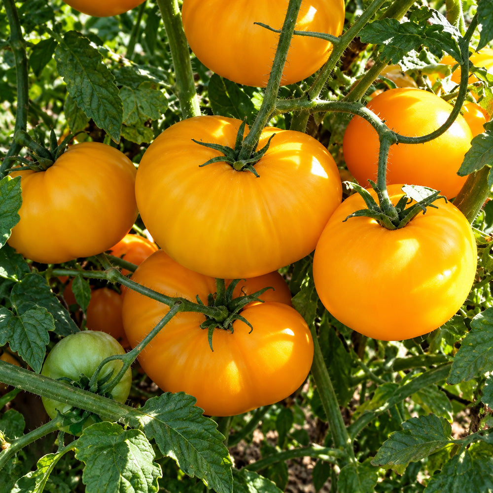 461 Azoychka Tomato