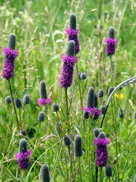 Purple Prairie Clover