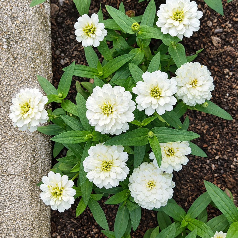 W1340 Profusion Double White Improved Zinnia