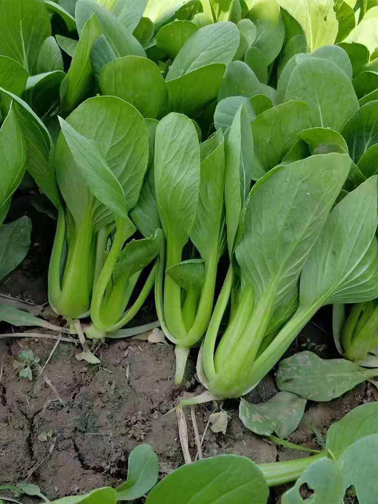Demei Shanghai Bok Choy