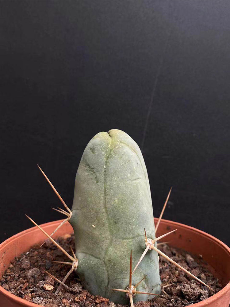 Echinopsis lageniformis f. monstruosa