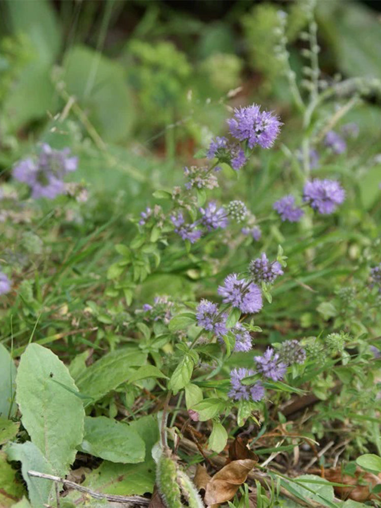 Pennyroyal Mint