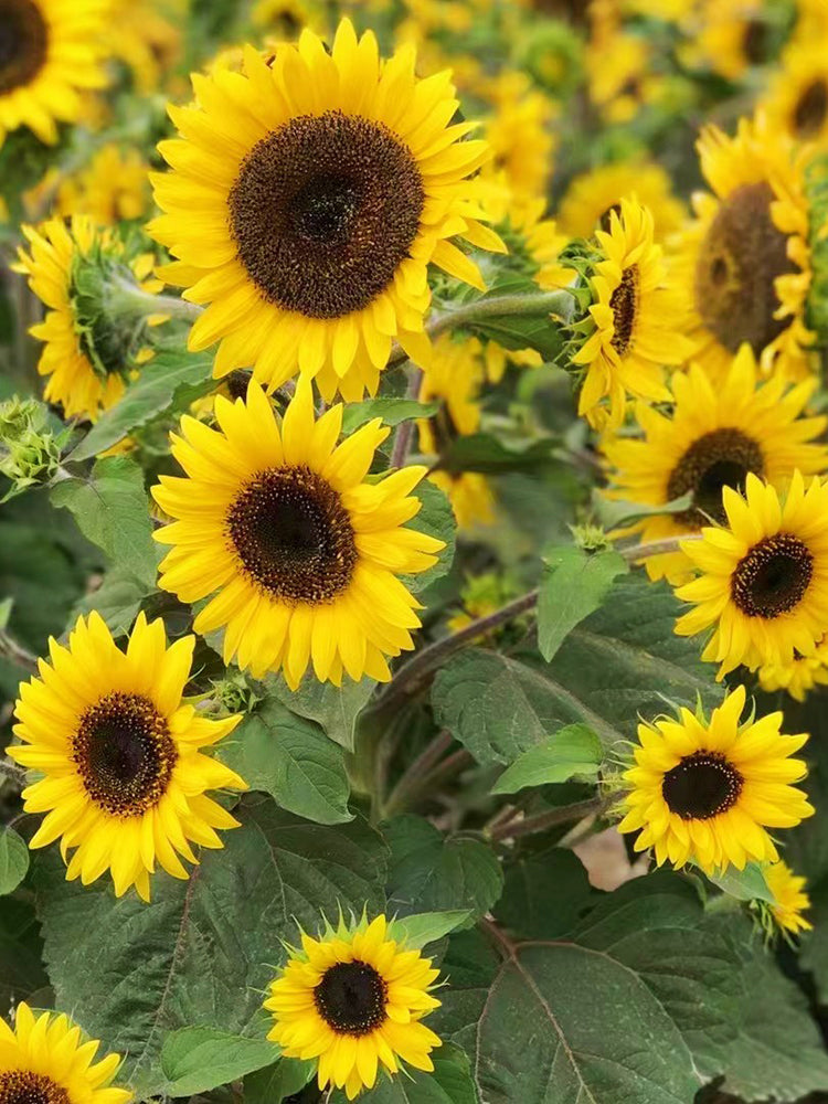 Bonsai Sunflowers