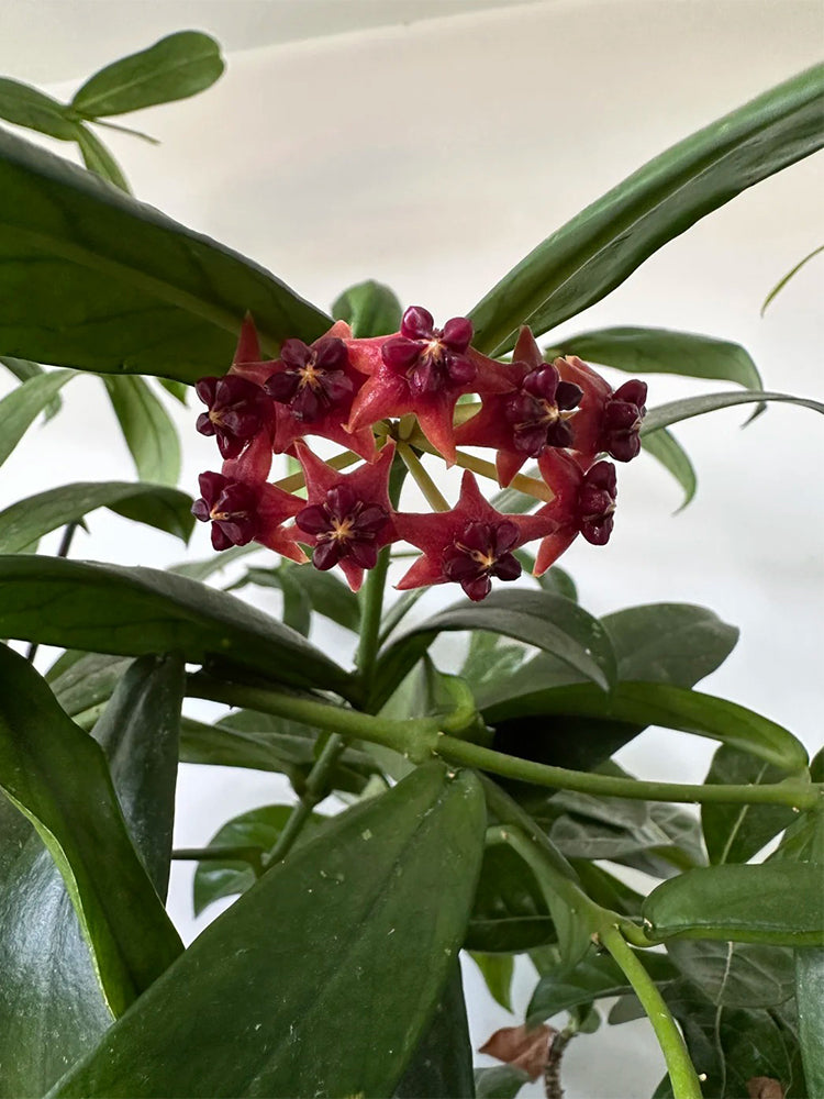 Hoya lobbii Unrooted Stem Cuttings