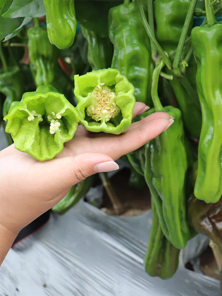 'Zhongjiao Bopila No.1' Pepper