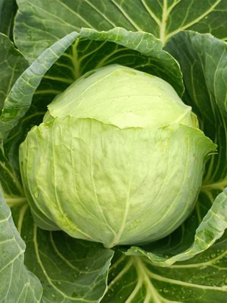 Xingyou Zhonggan 11 Cabbage