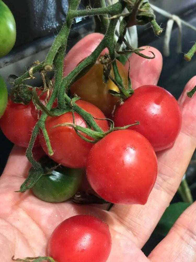 'Jingfan Fenxing No.2' Tomato