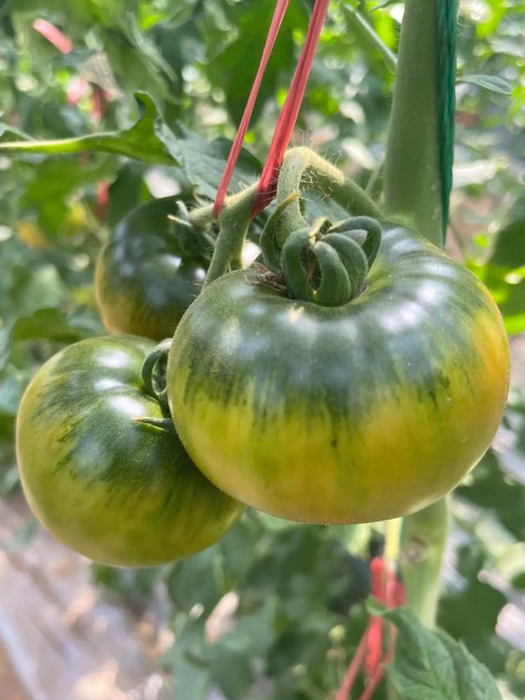 Crisp Sweet Strawberry Tomato