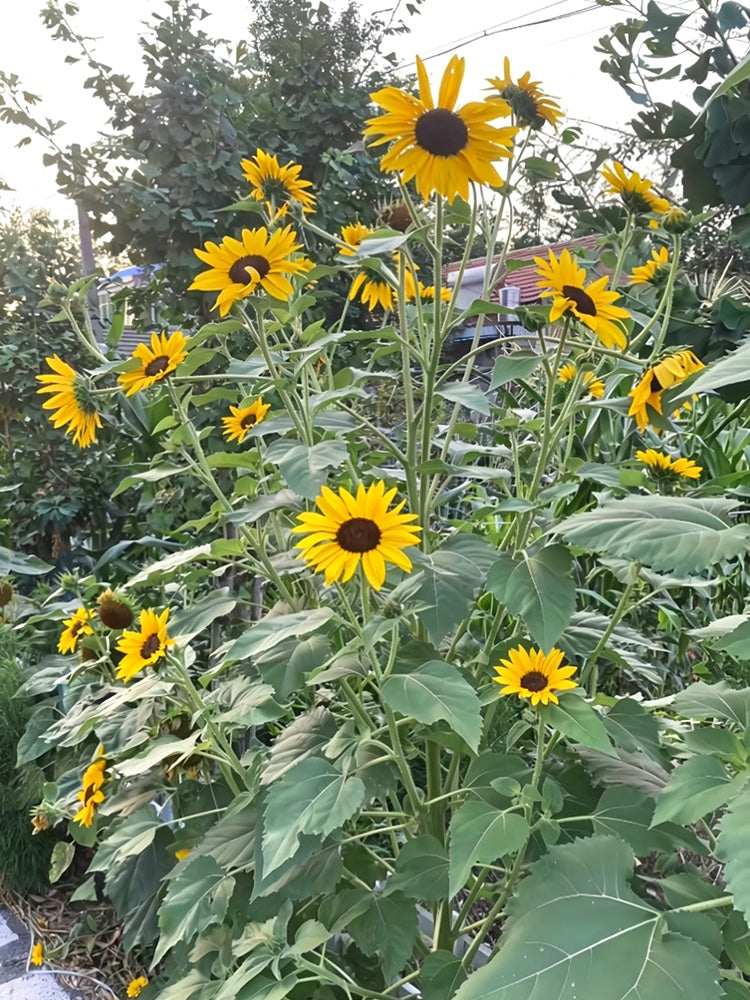 Giant Branching Sunflower