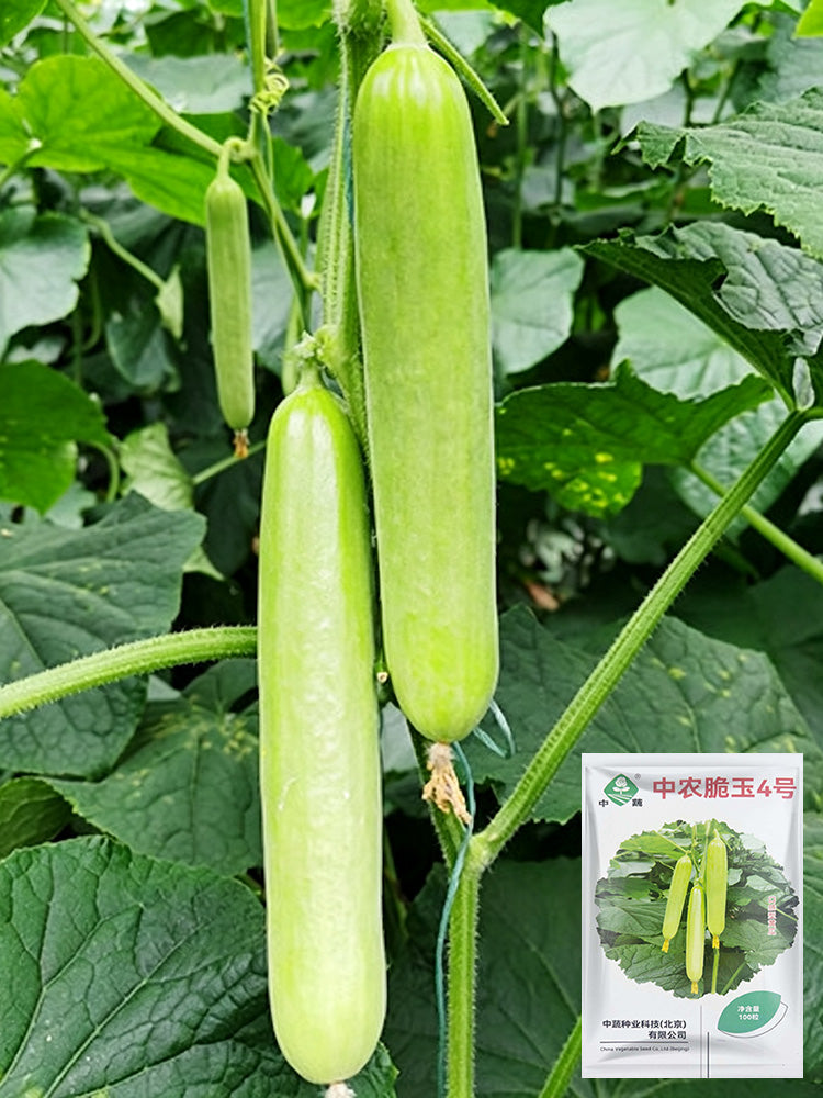 'Zhongnong Cuiyu No.4' Fruit Cucumber