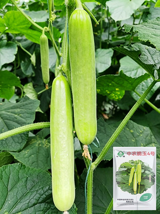 'Zhongnong Cuiyu No.4' Fruit Cucumber