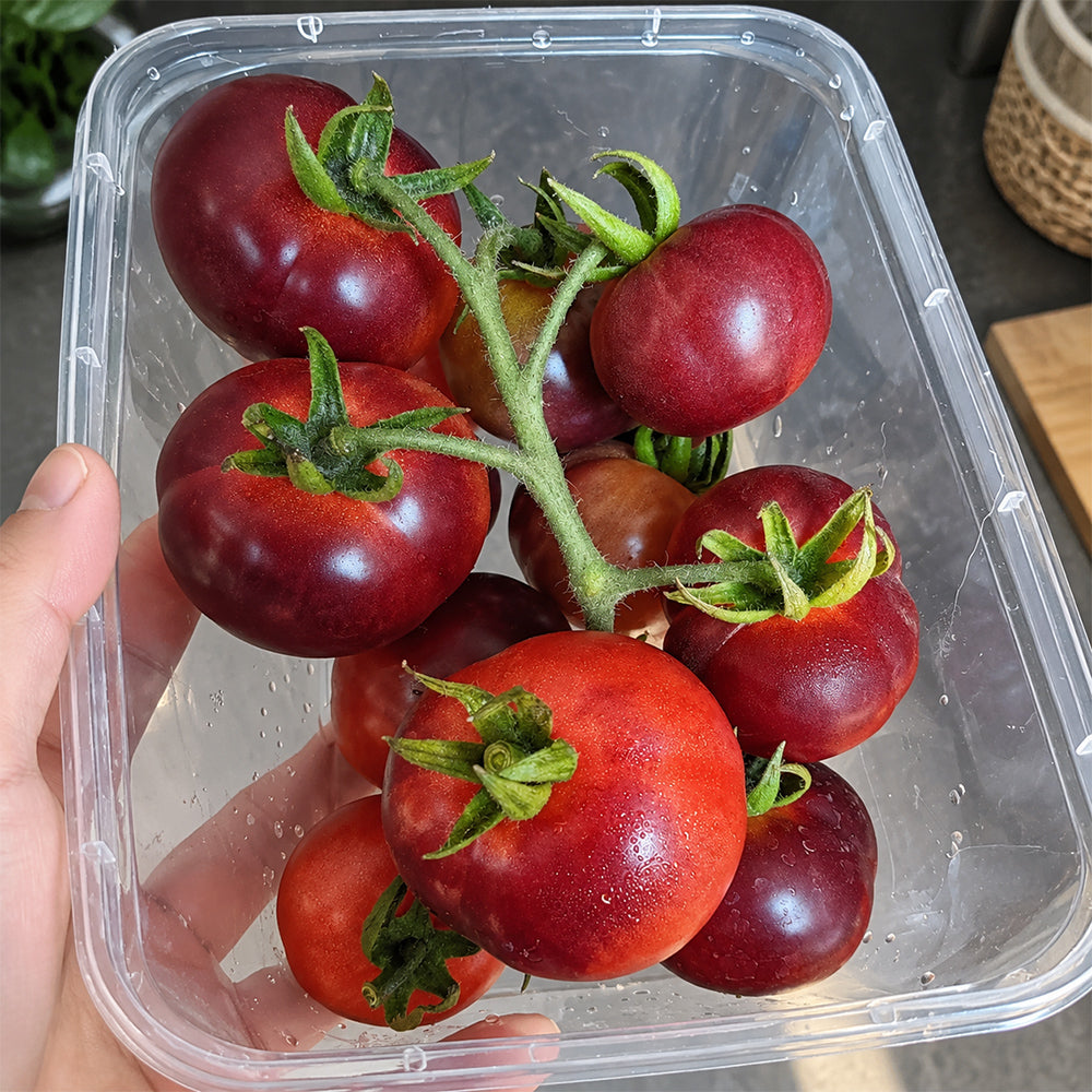 398 Glossy Rose Blue Tomato
