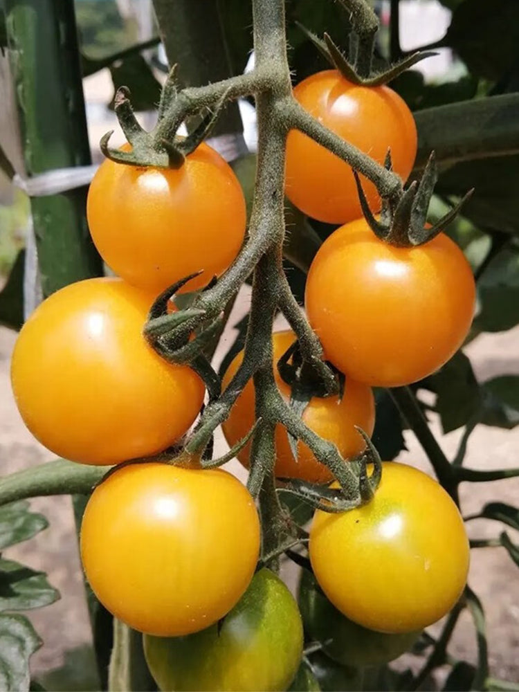 ‘Yellow Millennium’ Cherry Tomatoes