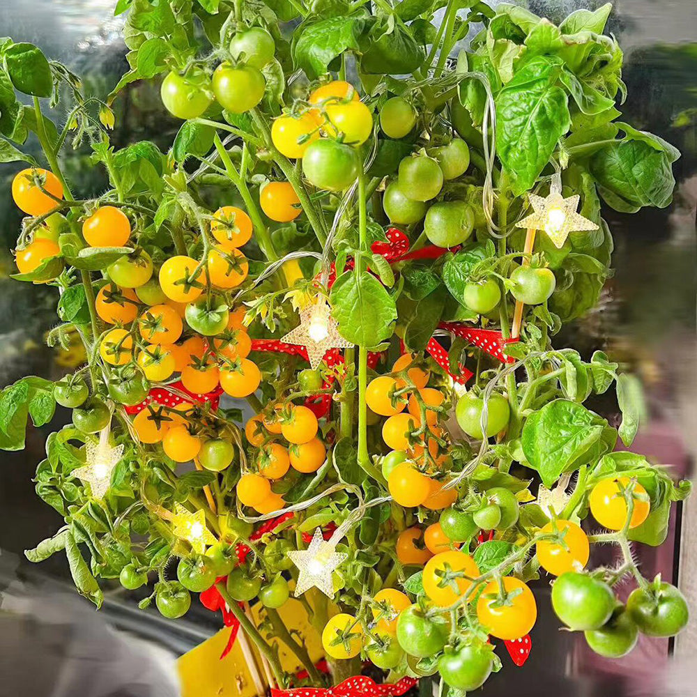 605 Eden Micro No. 5 Tomato