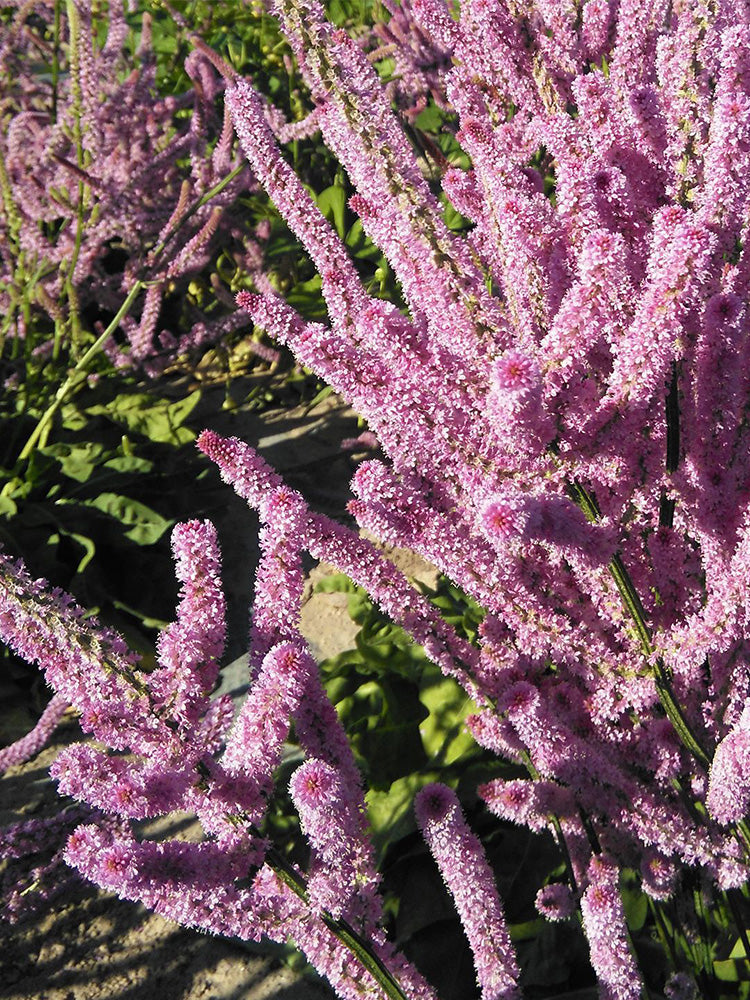 Limonium suworowii 'Pink Pokers'