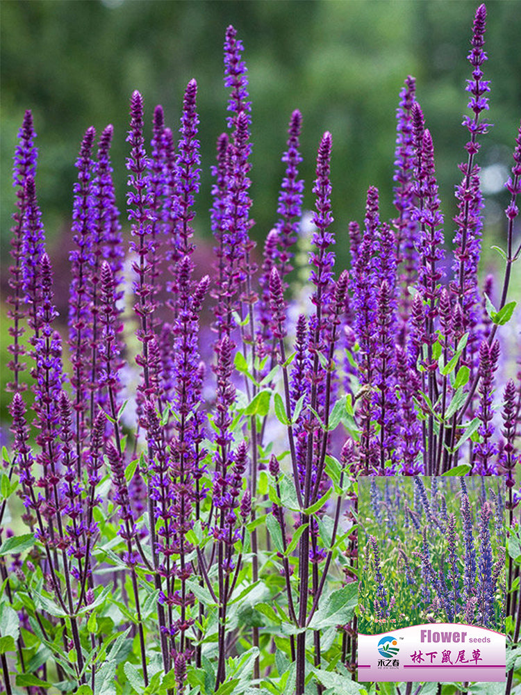 Hezhichun Woodland Sage