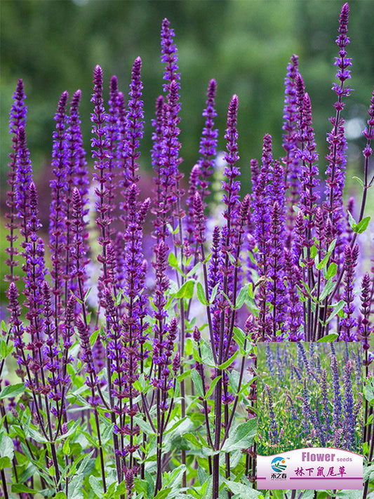 Hezhichun Woodland Sage