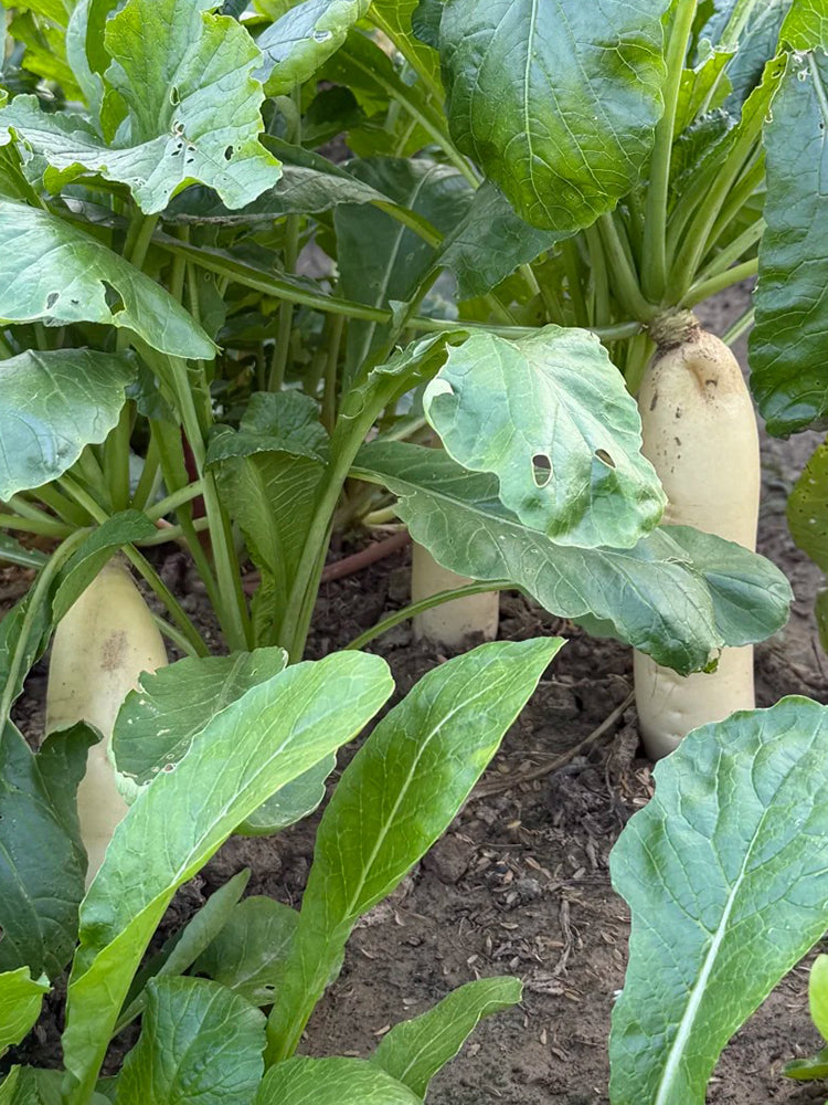 'Zao Luobo No. 13' White Radish