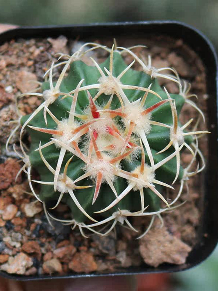 Echinocactus texensis