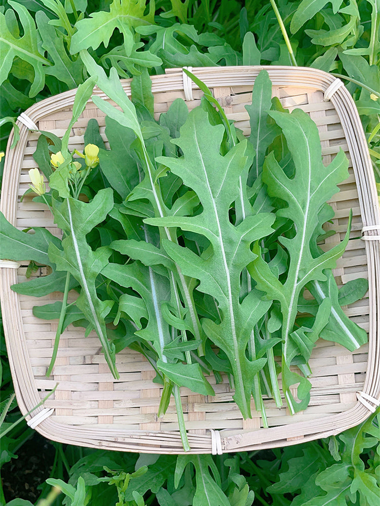 Arugula (Eruca vesicaria)
