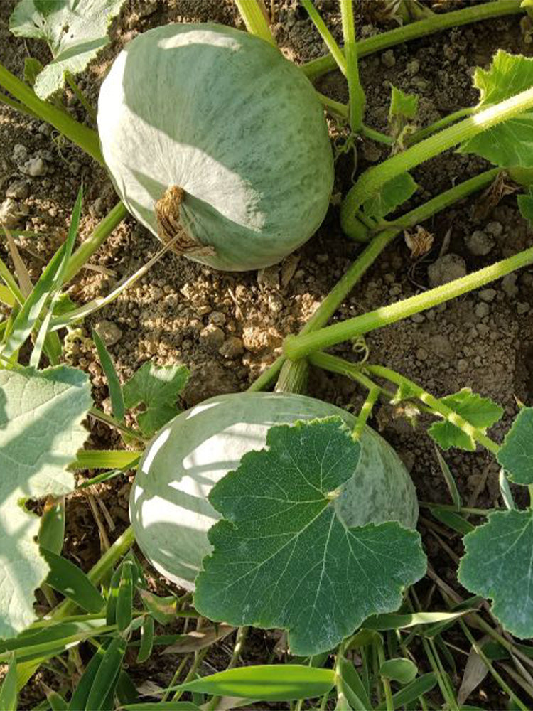 Large White Flat-Seeded Pumpkin