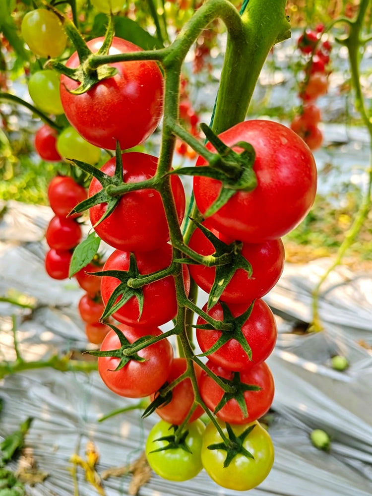 'Zhongying 2478' Cherry Tomato