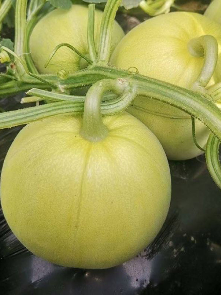 Sanjiang Tianbao Muskmelon