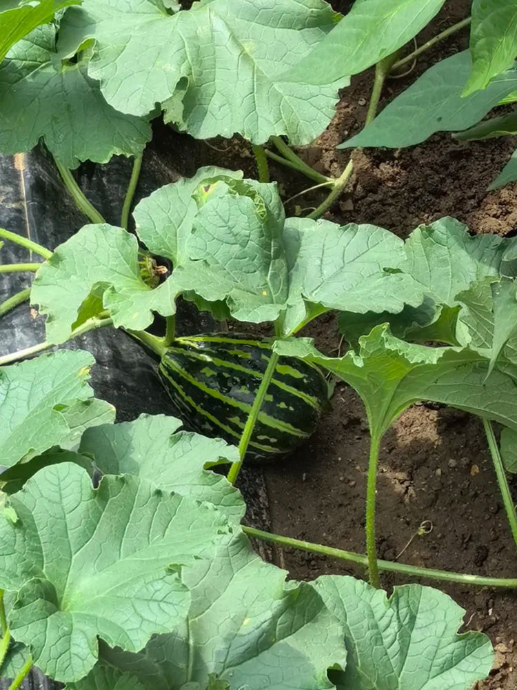Bingtangzi High-Sugar Melon
