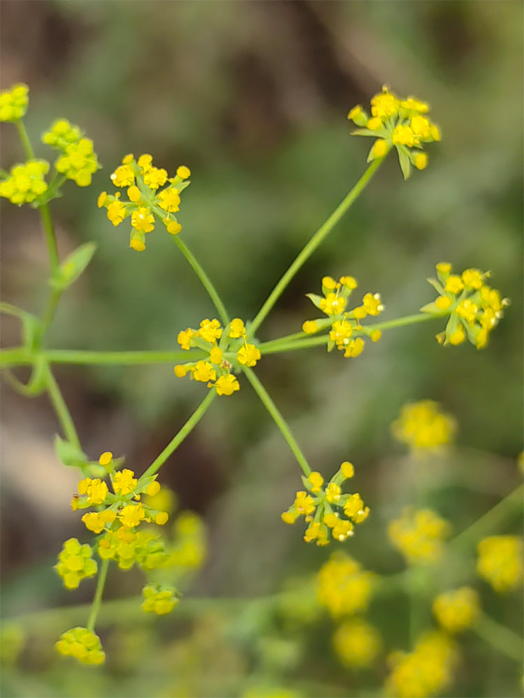 Bupleurum chinense