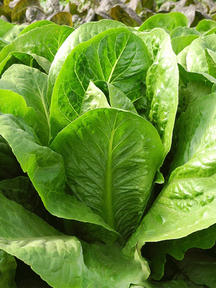 Romaine Lettuce