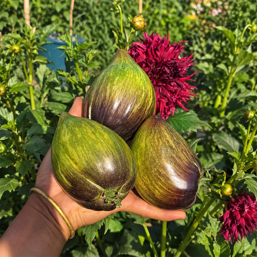 542 Emerald Brocade F5 Tomato