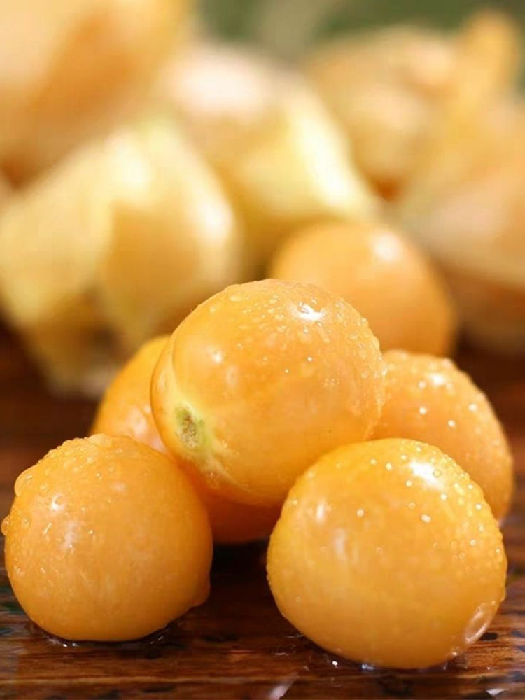 Ground cherry (Physalis pruinosa)
