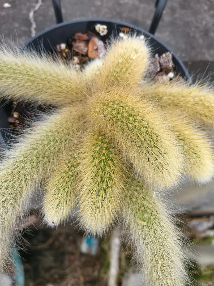 Monkey Tail Cactus (Hildewintera colademononis)