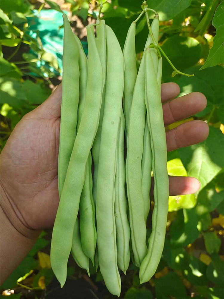 'Shuangqing No.38' Green Bean