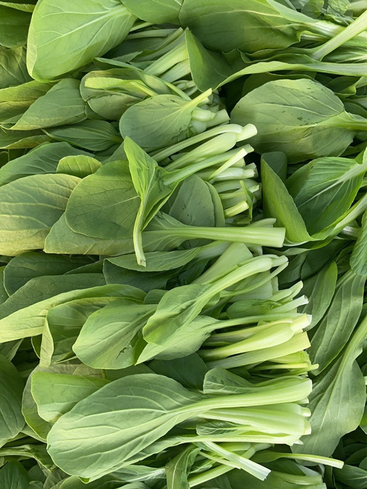 Jiemei Fast-growing Baby Bok Choy