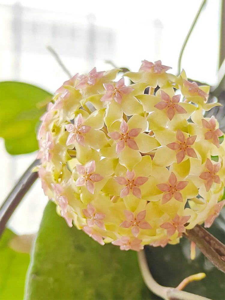 Hoya vitellina Unrooted Stem Cuttings