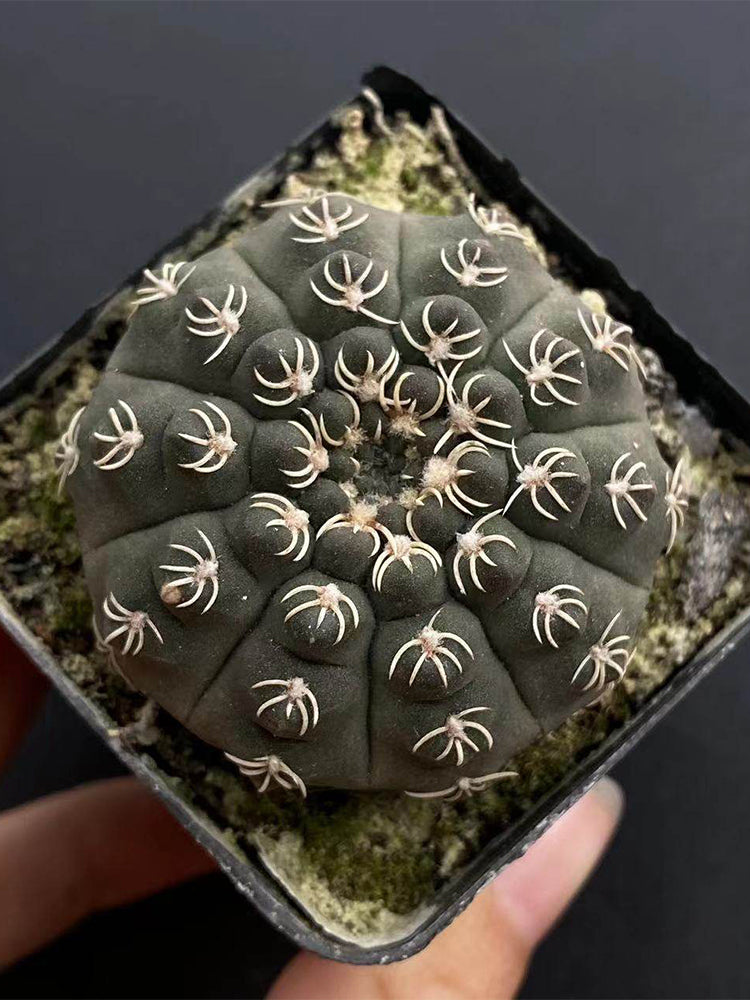 Gymnocalycium quehlianum 'White Spines'