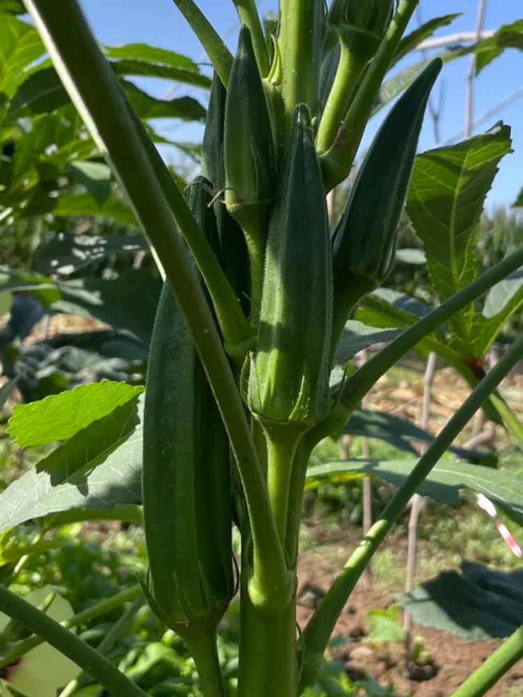 Traditional Okra