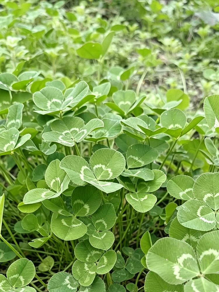 White Mini Clover