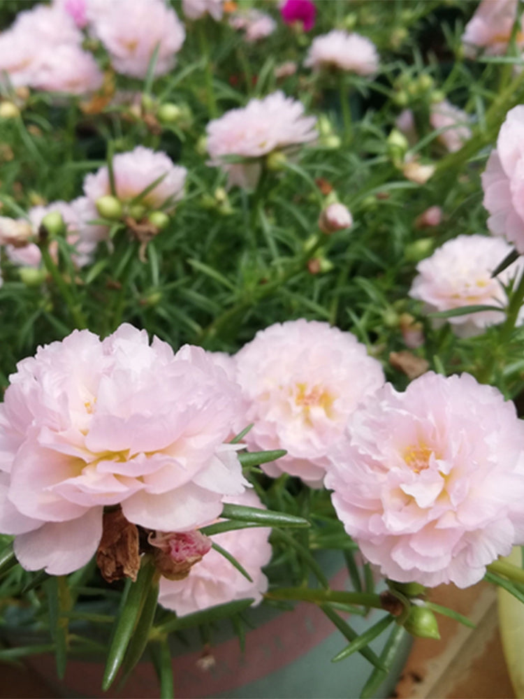 Hezhichun Pink Moss-Rose Purslane