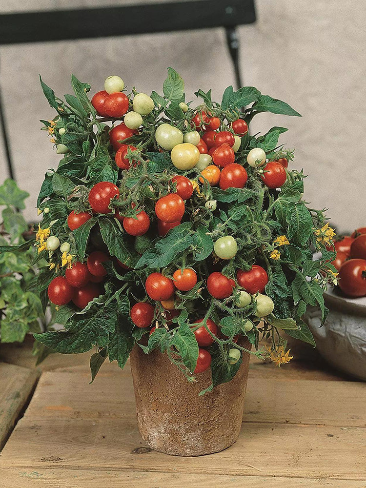 1092 Micro Tom Tomato