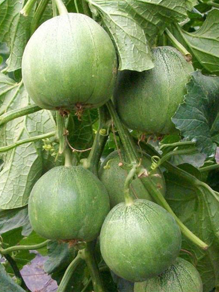 Huajun Emerald Sweet Melon